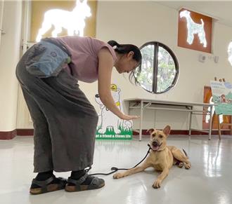 汪星人變乖了！高市動保處訓犬課程超搶手