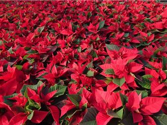 聖誕紅成「夕陽產業」 育苗困難、蟲害猖獗