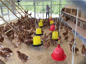 紅葉福利蛋打響名號！部落長者養雞樂活 企業相挺助銷售