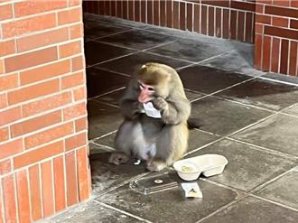 獨》中山大學祭出「猴害補償金」 半年補償17人次