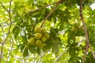 台中28棵行道樹一夕砍光 居民卻喊爽「免聞臭味了」 真相揭曉