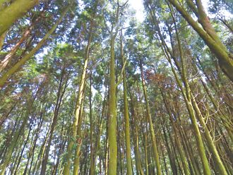 利用率、名稱有異議 森竹林經營碳匯專案 闖關再敗