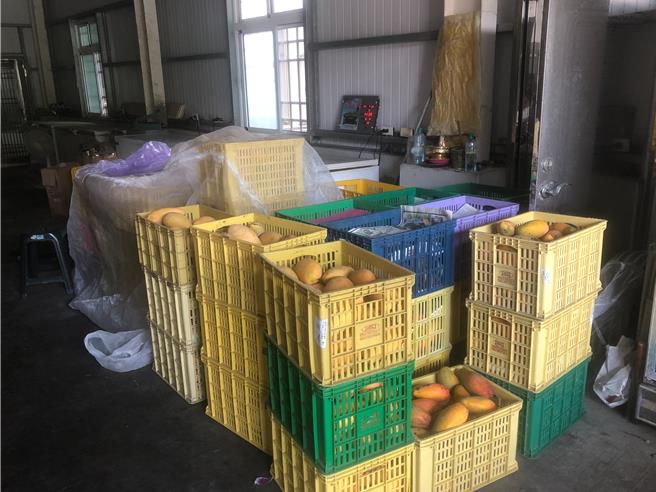 芒果冰店业者指出，连日高温致使仓库温度飙高，芒果才3天就坏掉，已不敢多叫货。（民眾提供／宝智华台南传真）