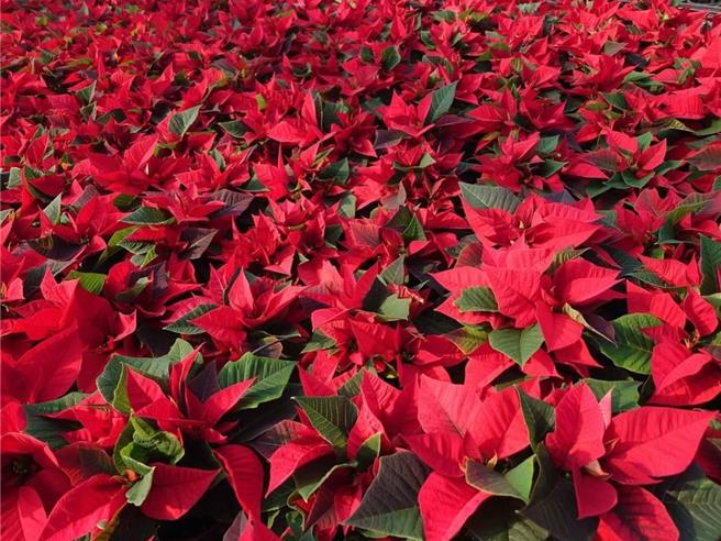 聖誕紅因技術層面高且蟲害嚴重，已逐步走向「夕陽產業」，且近兩年因高溫天氣容易導致育苗失敗。（詰雅花卉吳承燁提供）