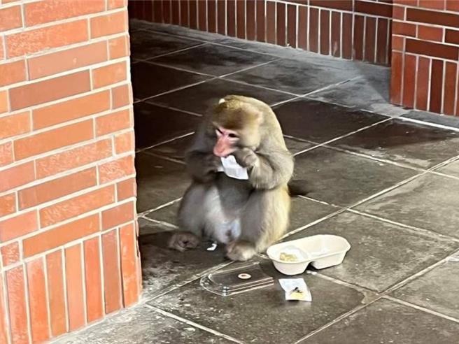 為遏止「獼猴搶案」，國立中山大學試辦半年獼猴版「犯罪被害補償金」計畫即將結束，總計17人申請，學生均拍下現行犯搶奪餐點後大快朵頤的照片，當天領到百元賠償。據統計，便利商店前、停車場食物及飲料容易曝光，是獼猴主要搶奪熱區。（取自臉書社團「中山大小事」／袁庭堯高雄傳真）