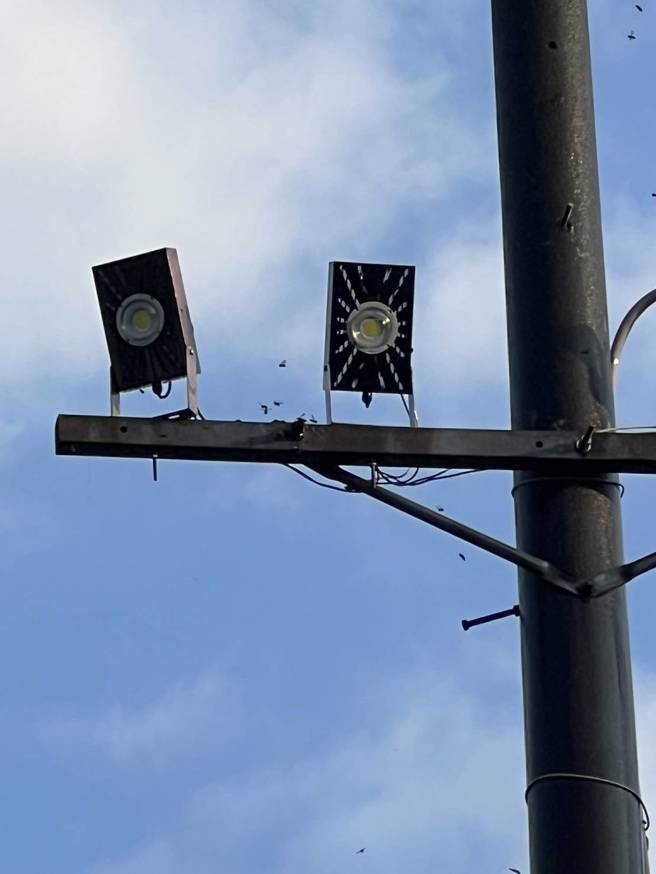 灯杆上的虎头蜂窝，随后已经被摘除。（翻摄画面）