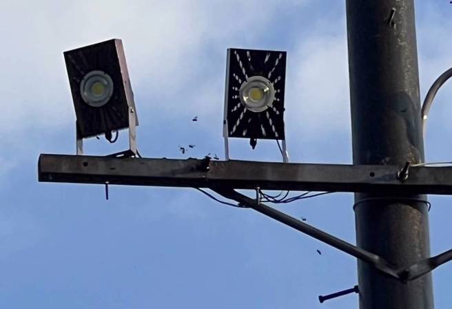 灯杆上的虎头蜂窝，随后已经被摘除。（翻摄画面）