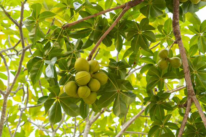 掌叶苹婆与黑板树、小叶榄仁是台湾三大遭嫌恶的路树，每到开花季就会散发浓烈恶臭，还获得「猪屎花」臭名。（示意图：shutterstock／达志）