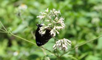 古坑華山紫斑蝶「紫爆」 生態復育有成賞蝶正當時
