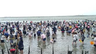 七股海鮮節摸蛤仔最終梯次登場 4場次吸引萬人體驗