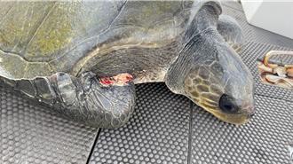 澎湖2保育類欖蠵龜纏漁網海上漂流 夜釣小管船出手相救