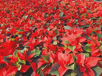 聖誕紅育苗不易 花農呼籲導入AI