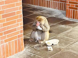 中山大獼猴搶案 17人拍現行犯獲賠