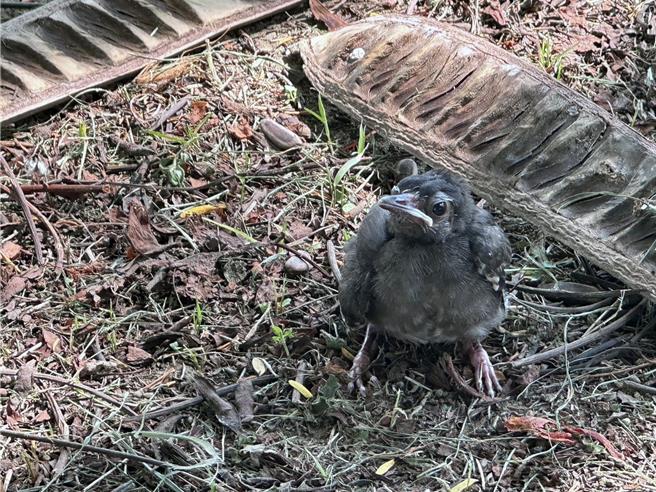 台南山上花园水道博物馆1只红嘴黑鹎幼鸟疑似学飞时，被风雨打落地面。（水道博物馆提供／洪荣志台南传真）