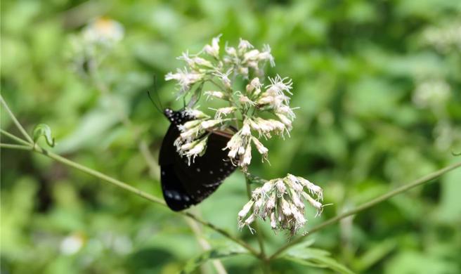 云林县古坑乡华山村种植大量蜜源植物，吸引紫斑蝶在此繁衍，「古坑乡华山休閒产业促进会」21日表示5至9月是赏蝶期，欢迎民眾前来喝咖啡、赏紫斑蝶，享受夏日悠閒时光。（张朝欣摄）