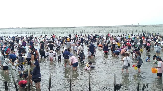 七股海鮮節最後一場摸蛤仔活動21日壓軸登場，共2000人報名參加。（七股區公所提供／寶智華台南傳真）