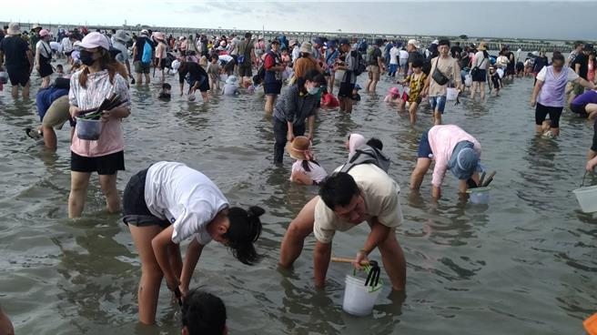 七股區公所18日請漁民又投放了2000斤文蛤，希望讓遊客們滿載而歸。（七股區公所提供／寶智華台南傳真）