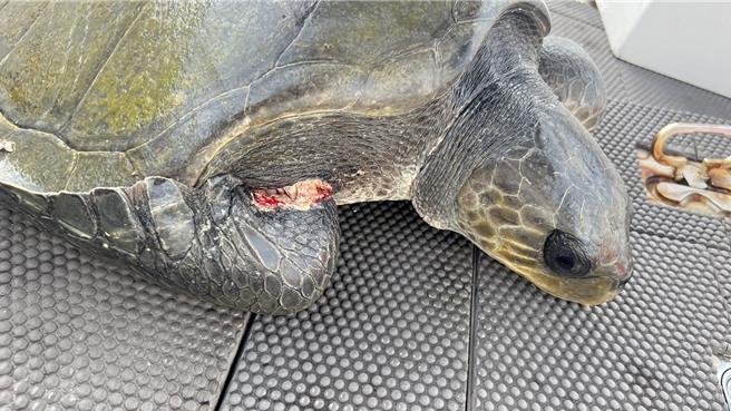 20日傍晚被夜釣小管船發現纏漁網漂流的欖蠵龜，被網具割傷兩側前肢，加上纏繞已有一段時間，長期未進食的結果，也讓海龜顯得虛弱。（許曉珮提供／許逸民澎湖傳真）