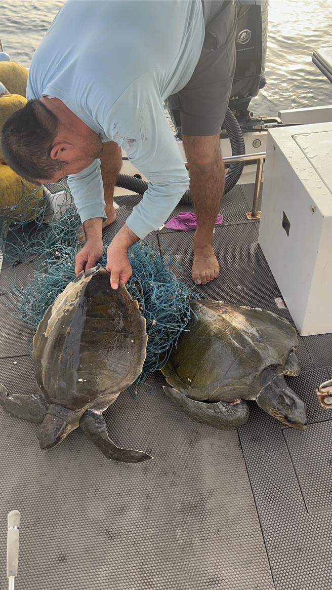 2頭罕見欖蠵龜纏漁網漂流，20日傍晚被夜釣小管船發現獲救，拉上船幫忙剪除纏網。（許曉珮提供／許逸民澎湖傳真）