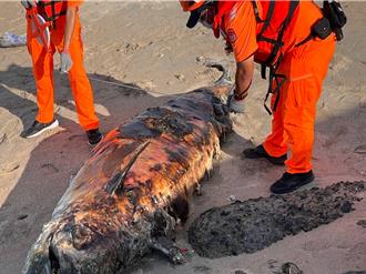 鯨屍現澎湖合界沙灘  腐爛嚴重就地掩埋