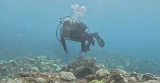 墾丁潛水客觸摸海龜 慘了！騷擾保育類動物最高罰30萬