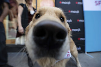 養不起小孩養毛孩 青壯世代 寵物險主力客戶