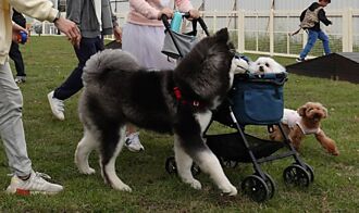 寵物險普及化 仍有長路要走...