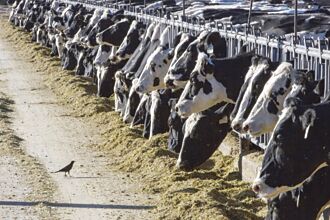 乳品業遭嚴峻挑戰