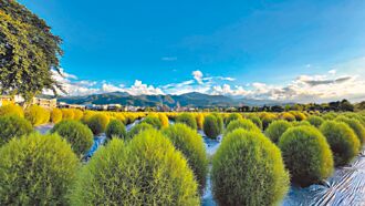 冬山波波草 像極抹茶小丸子