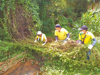 新北綠癌蔓延 10月底移除6.8公頃