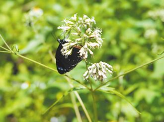 古坑華山現紫爆 9月前賞蝶正當時