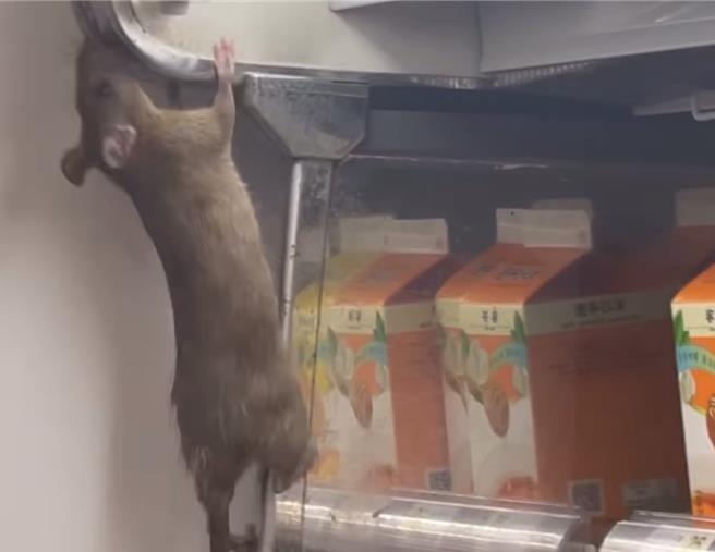 有网友在Threads上发布影片，自己在北车捷运红线接台铁的711看到超大只老鼠。（Threads帐号「j_h1024」提供／刘玮晴台北传真）