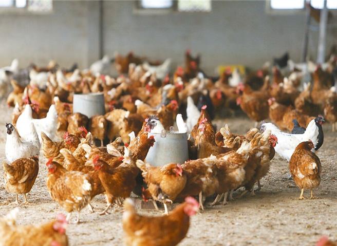上月饲料厂宣布每公斤调降0.4元，中华民国养鸡协会即喊话饲料厂7月再降0.6元，否则不排除抗议，因饲料厂没有动作，养鸡协会决定8月1日率500位全台鸡农到饲料大厂抗议。（本报资料照片）