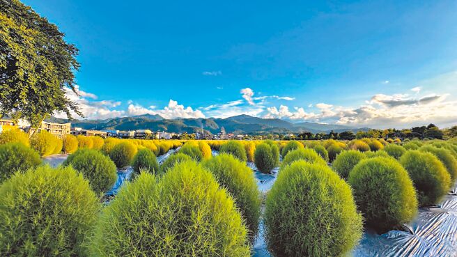 宜兰县冬山乡公所在冬山火车站旁栽种2600株波波草，像极「抹茶小丸子」。（宜兰县冬山乡公所提供／吴佩蓉宜兰传真）