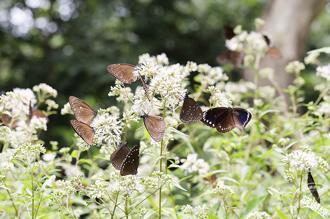 2024西拉雅「蝴蝶遊樂園」 到關子嶺蝶蝶樂！
