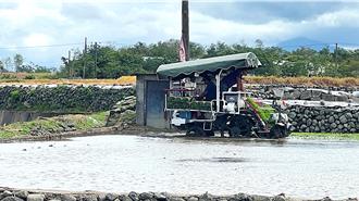 凯米颱风逼近池上竟忙插秧 稻农自曝背后用意