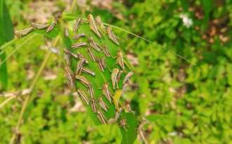 影》新北爆蝗災！巿區狂現蹤 植栽被啃光 網崩潰回報災情
