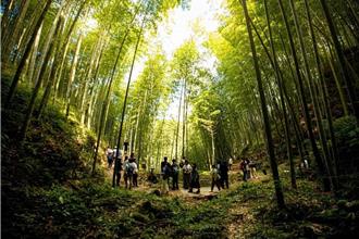 後疫情時代山區旅遊需求增 古坑旅宿業升級再造