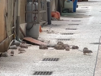 要避难了？锦州街「肥鼠祖宗十八代」聚集 网笑：懂危机意识