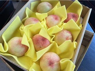 水蜜桃产季遇凯米颱风 公路局加开便道班次助果农抢收