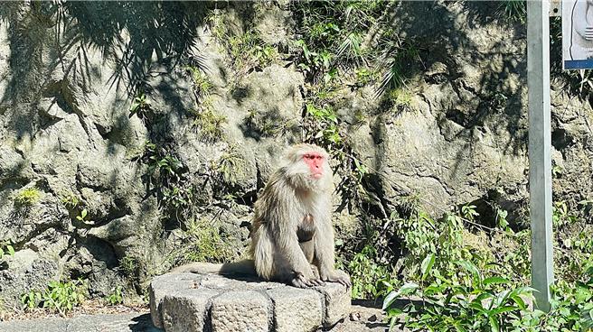 母台灣獼猴胸前揹著幼猴，眼神放空望向遠方，一臉生無可戀的模樣。（蕭嘉蕙攝）