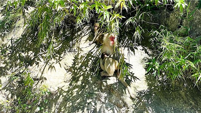 母台灣獼猴育兒一打二，忙左顧右。（蕭嘉蕙攝）