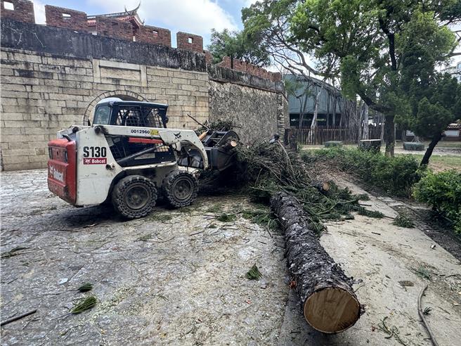 工务局人员于大南门城修剪移除染病的南洋杉时，不慎压坏城墙的雉堞。（曹婷婷摄）