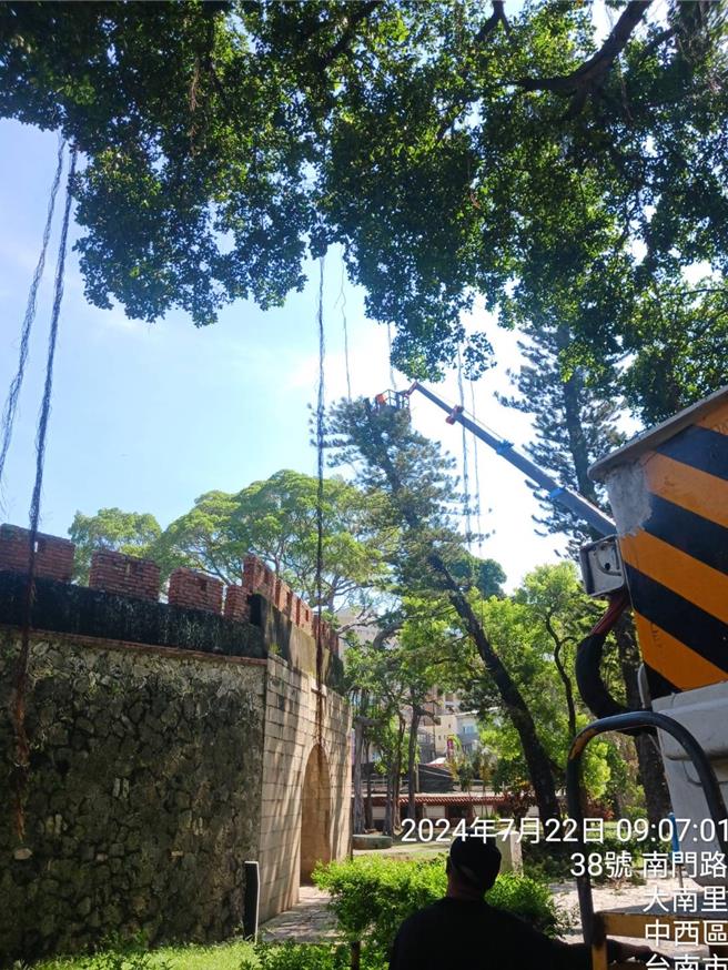 这棵紧邻城墙的南洋杉，昨天修剪后执行吊挂，发生损坏古蹟的意外。（民眾提供／曹婷婷台南传真）