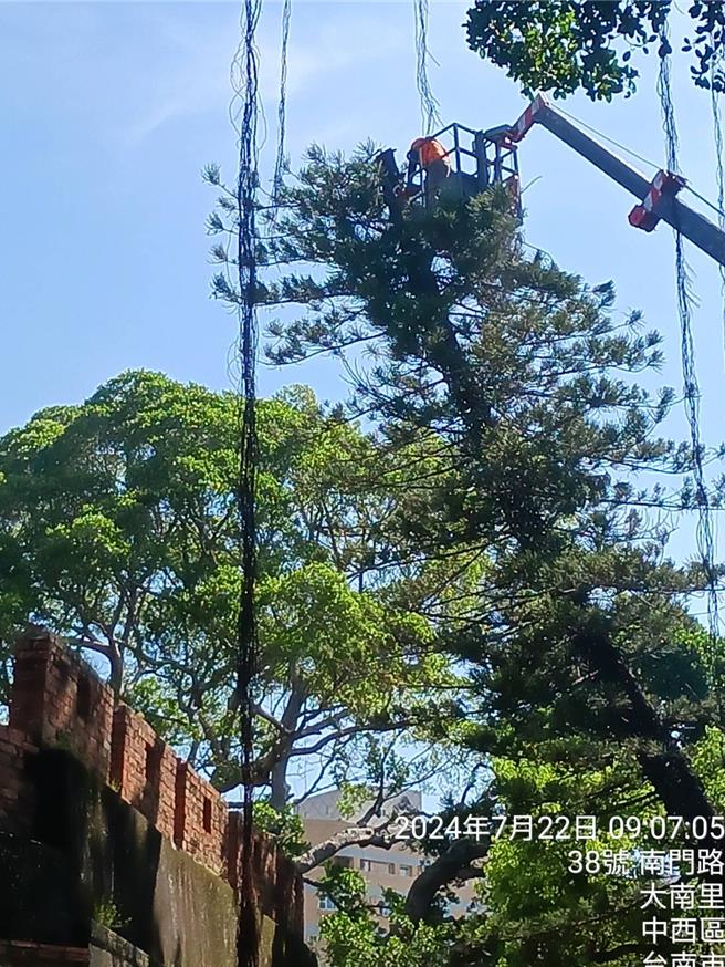 这棵紧邻城墙的南洋杉，昨天修剪后执行吊挂，发生损坏古蹟的意外。（民眾提供／曹婷婷台南传真）