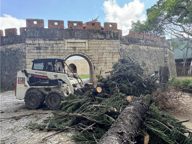 工务局人员于大南门城修剪移除染病的南洋杉时，不慎压坏城墙的雉堞。（曹婷婷摄）