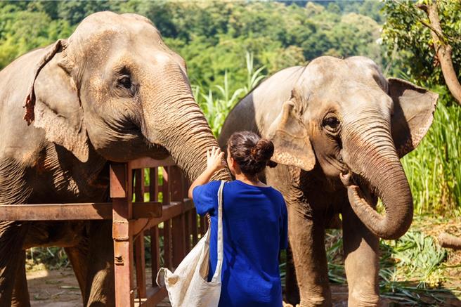 泰国受惠于免签政策，销售成绩佳，清迈大象友善营备受旅客青睐。(可乐旅游提供)