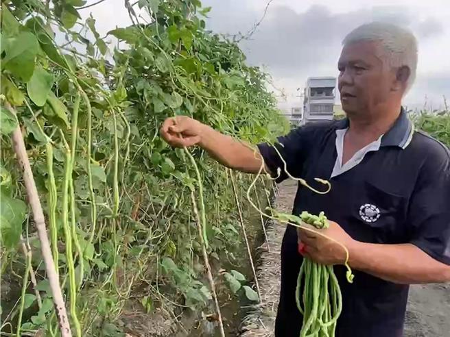 凯米颱风来势汹汹，彰化县农民23日趁天候仍佳时抢收以减少损失。（民眾提供／孙英哲彰化传真）