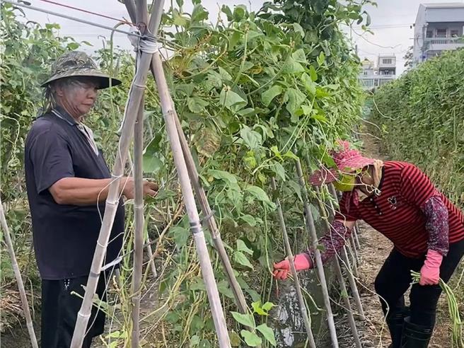 凯米颱风来势汹汹，彰化县农民23日趁天候仍佳时抢收以减少损失。（民眾提供／孙英哲彰化传真）