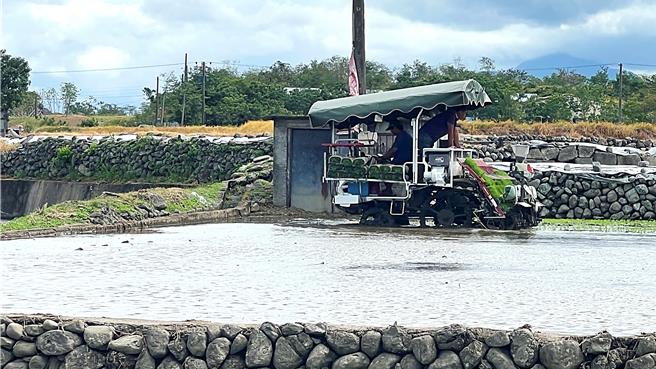 台東縣縱谷地區正值二期稻插秧初期，池上鄉稻農趁颱風前夕翻土插秧。（蕭嘉蕙攝）